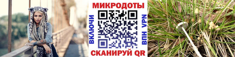 Купить где  Грязи  Псилоцибиновые грибы Magic Shrooms 